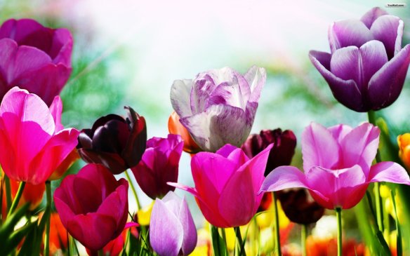 tulips_in_spring_wallpaper_17ff3